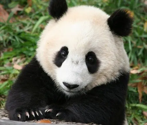 Featured image of post 浅析Pandas中append方法的效率问题